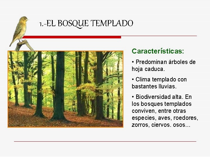 1. -EL BOSQUE TEMPLADO Características: • Predominan árboles de hoja caduca. • Clima templado
