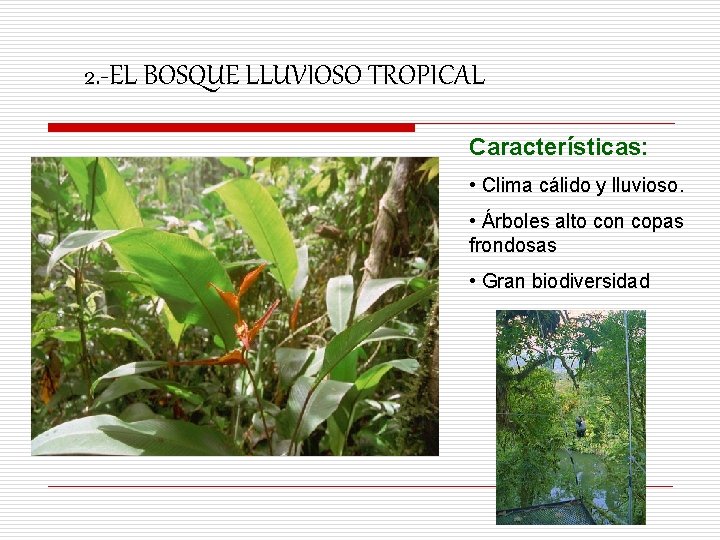 2. -EL BOSQUE LLUVIOSO TROPICAL Características: • Clima cálido y lluvioso. • Árboles alto