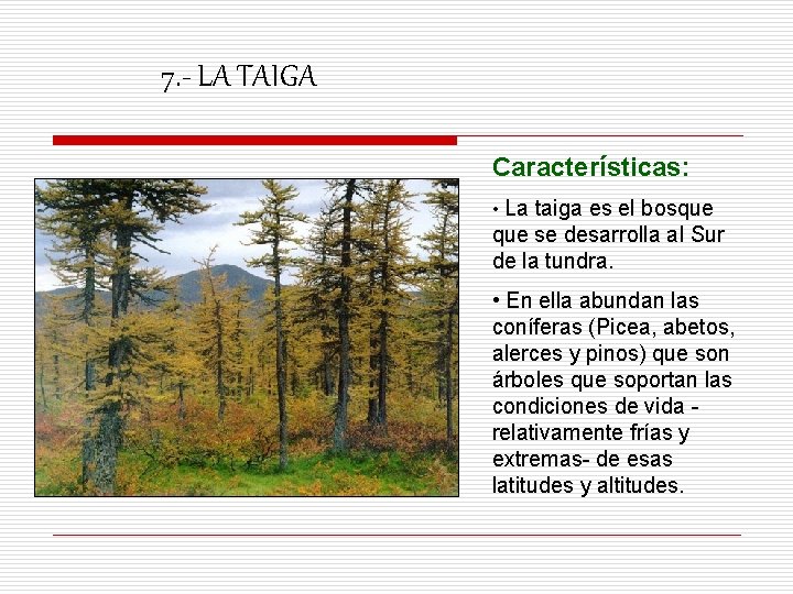 7. - LA TAIGA Características: • La taiga es el bosque se desarrolla al