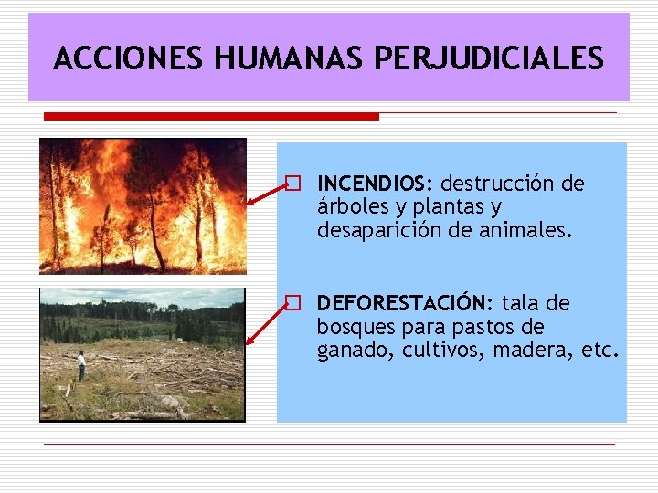 ACCIONES HUMANAS PERJUDICIALES o INCENDIOS: destrucción de árboles y plantas y desaparición de animales.