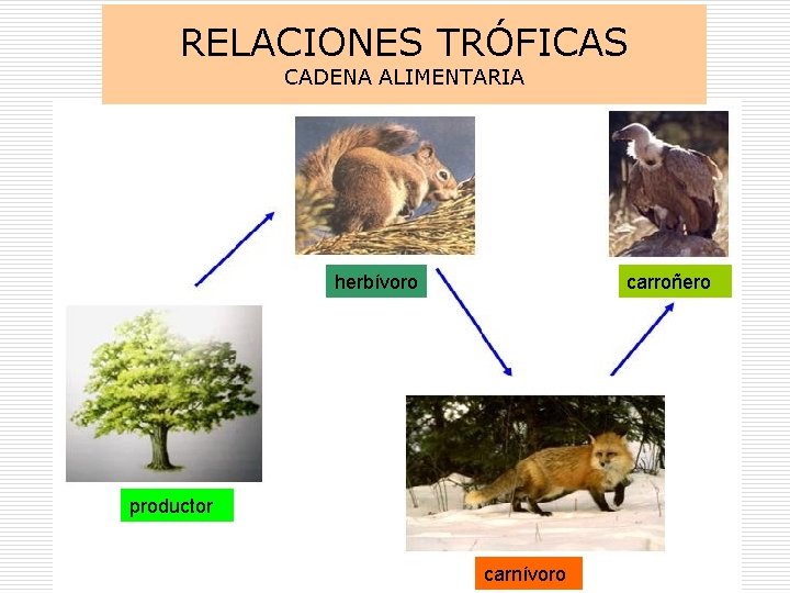 RELACIONES TRÓFICAS CADENA ALIMENTARIA herbívoro carroñero productor carnívoro 