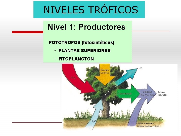 NIVELES TRÓFICOS Nivel 1: Productores FOTOTROFOS (fotosintéticos) • PLANTAS SUPERIORES • FITOPLANCTON 