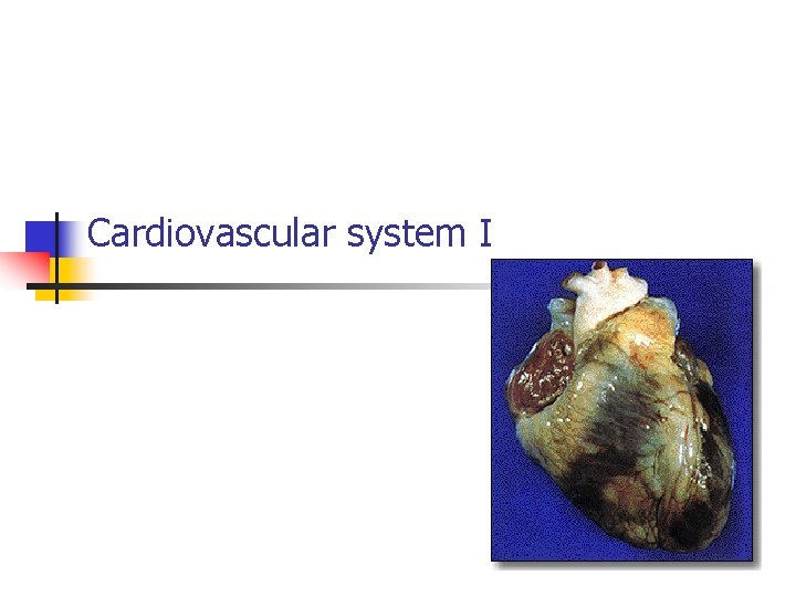 Cardiovascular system I 
