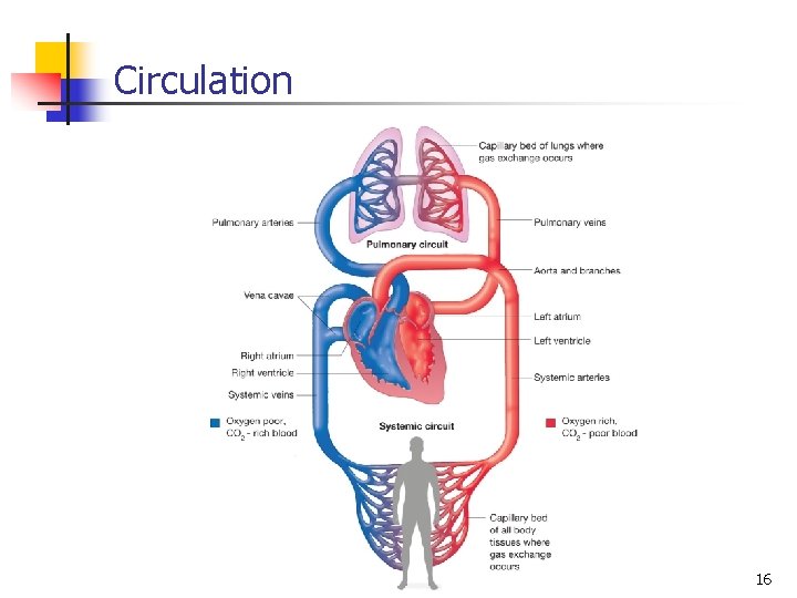 Circulation 16 