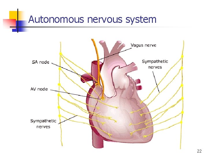 Autonomous nervous system 22 