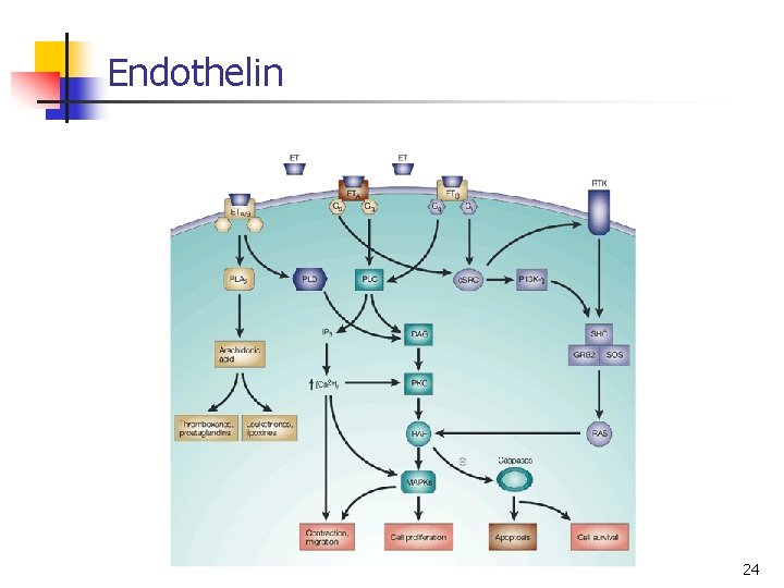 Endothelin 24 