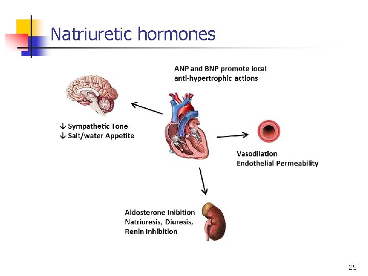 Natriuretic hormones 25 