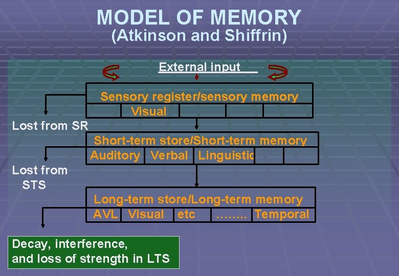 MODEL OF MEMORY (Atkinson and Shiffrin) External input Sensory register/sensory memory Visual Lost from