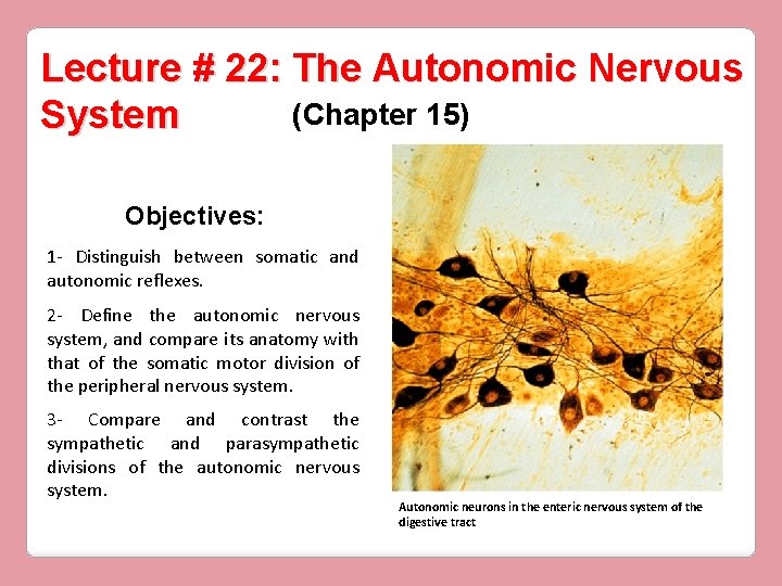 Lecture 22 The Autonomic Nervous Chapter 15 System