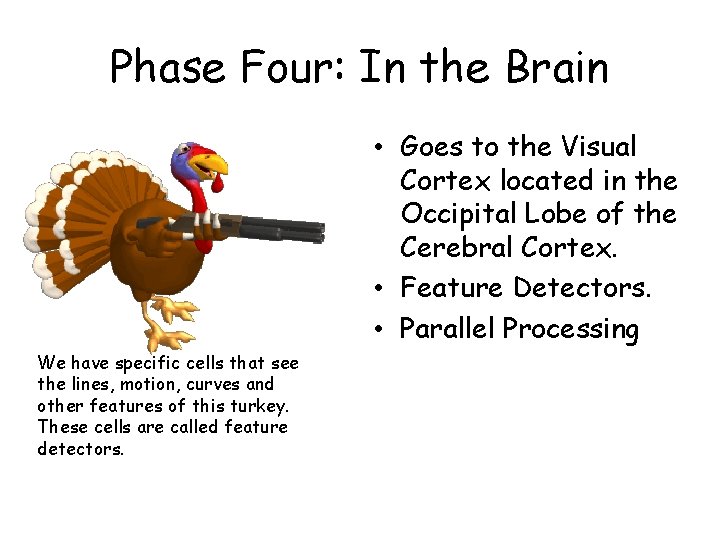 Phase Four: In the Brain • Goes to the Visual Cortex located in the