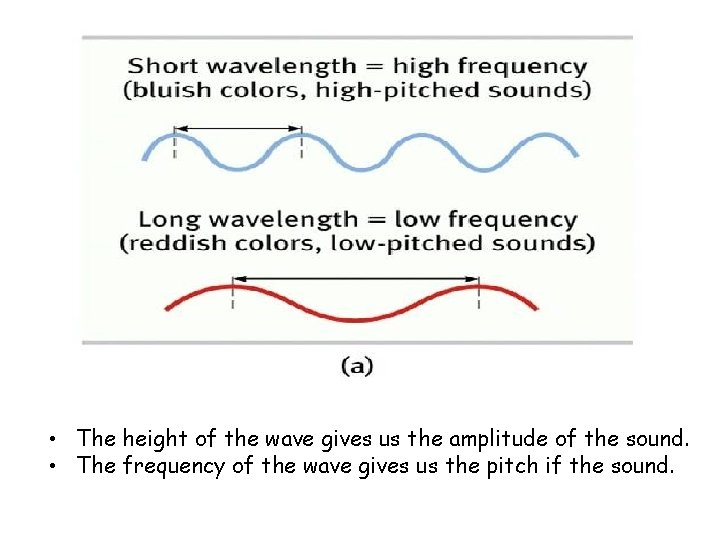 We hear sound WAVES • The height of the wave gives us the amplitude