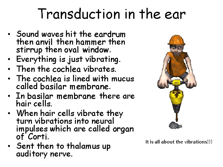 Transduction in the ear • Sound waves hit the eardrum then anvil then hammer