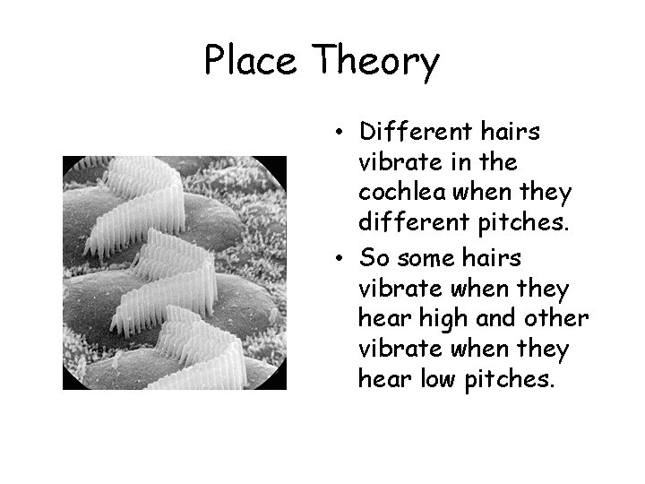 Place Theory • Different hairs vibrate in the cochlea when they different pitches. •