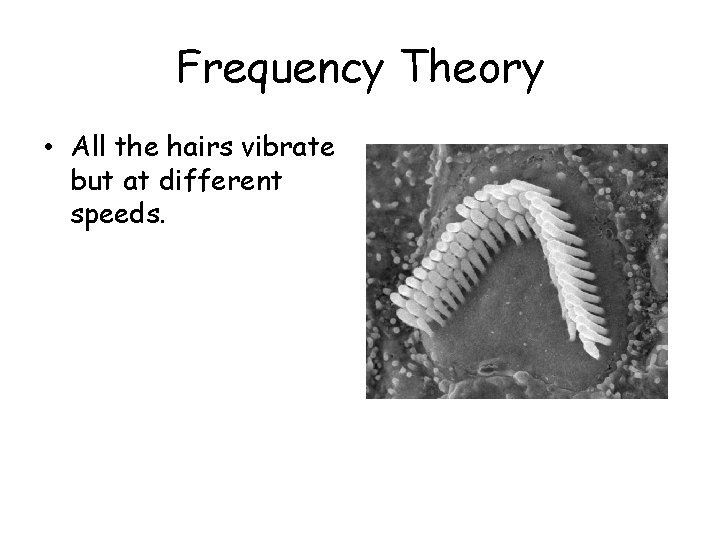 Frequency Theory • All the hairs vibrate but at different speeds. 