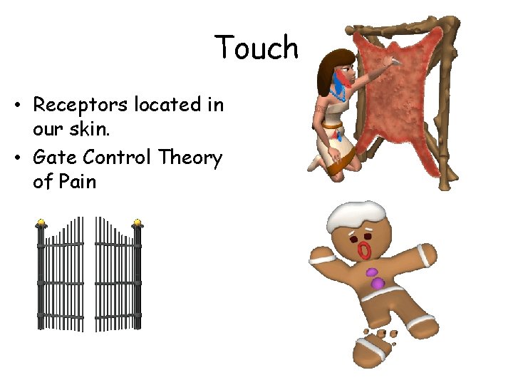 Touch • Receptors located in our skin. • Gate Control Theory of Pain 