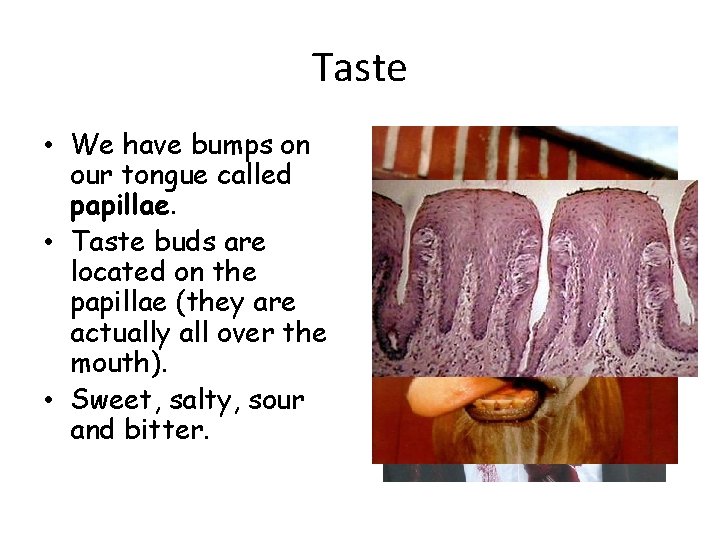 Taste • We have bumps on our tongue called papillae. • Taste buds are