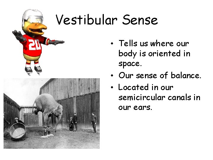 Vestibular Sense • Tells us where our body is oriented in space. • Our