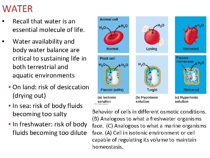 WATER • Recall that water is an essential molecule of life. • Water availability WATER • Recall that water is an essential molecule of life. • Water availability