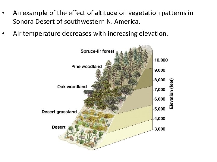 • An example of the effect of altitude on vegetation patterns in Sonora • An example of the effect of altitude on vegetation patterns in Sonora
