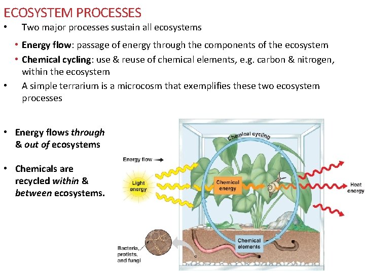 ECOSYSTEM PROCESSES • Two major processes sustain all ecosystems • Energy flow: passage of ECOSYSTEM PROCESSES • Two major processes sustain all ecosystems • Energy flow: passage of