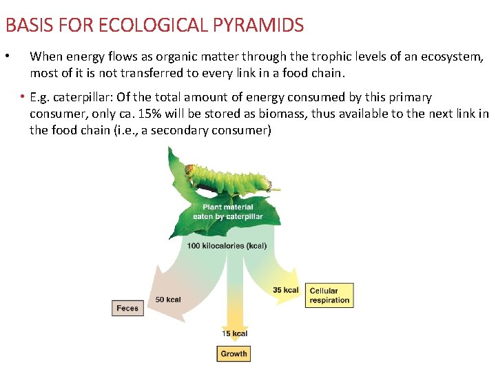 BASIS FOR ECOLOGICAL PYRAMIDS • When energy flows as organic matter through the trophic BASIS FOR ECOLOGICAL PYRAMIDS • When energy flows as organic matter through the trophic