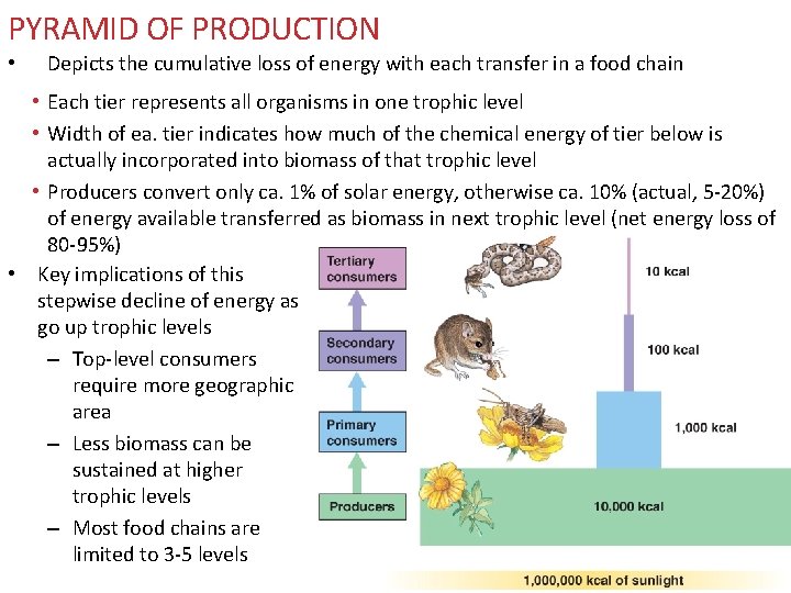 PYRAMID OF PRODUCTION • Depicts the cumulative loss of energy with each transfer in PYRAMID OF PRODUCTION • Depicts the cumulative loss of energy with each transfer in