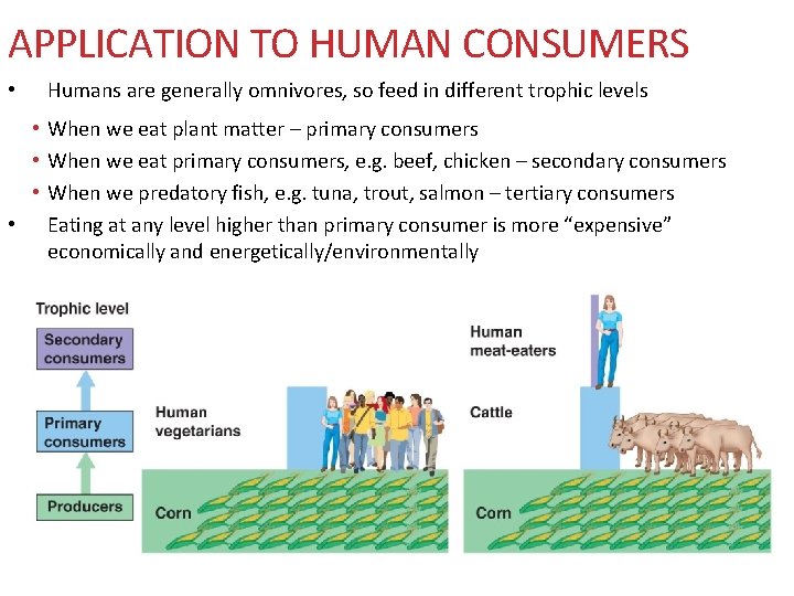 APPLICATION TO HUMAN CONSUMERS • Humans are generally omnivores, so feed in different trophic APPLICATION TO HUMAN CONSUMERS • Humans are generally omnivores, so feed in different trophic
