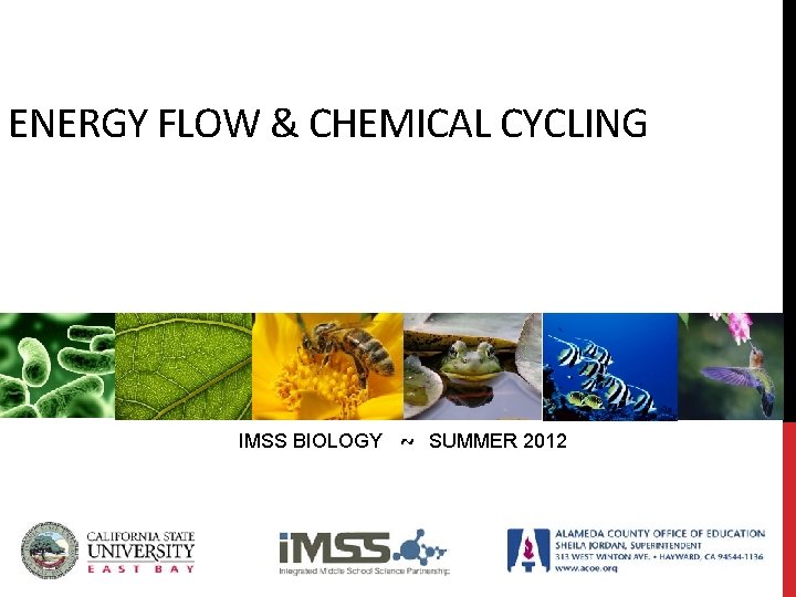 ENERGY FLOW & CHEMICAL CYCLING IMSS BIOLOGY ~ SUMMER 2012 ENERGY FLOW & CHEMICAL CYCLING IMSS BIOLOGY ~ SUMMER 2012