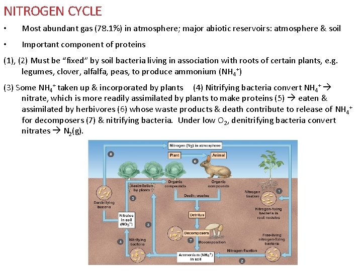 NITROGEN CYCLE • Most abundant gas (78. 1%) in atmosphere; major abiotic reservoirs: atmosphere NITROGEN CYCLE • Most abundant gas (78. 1%) in atmosphere; major abiotic reservoirs: atmosphere