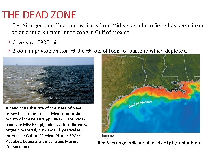 THE DEAD ZONE • E. g. Nitrogen runoff carried by rivers from Midwestern farm THE DEAD ZONE • E. g. Nitrogen runoff carried by rivers from Midwestern farm