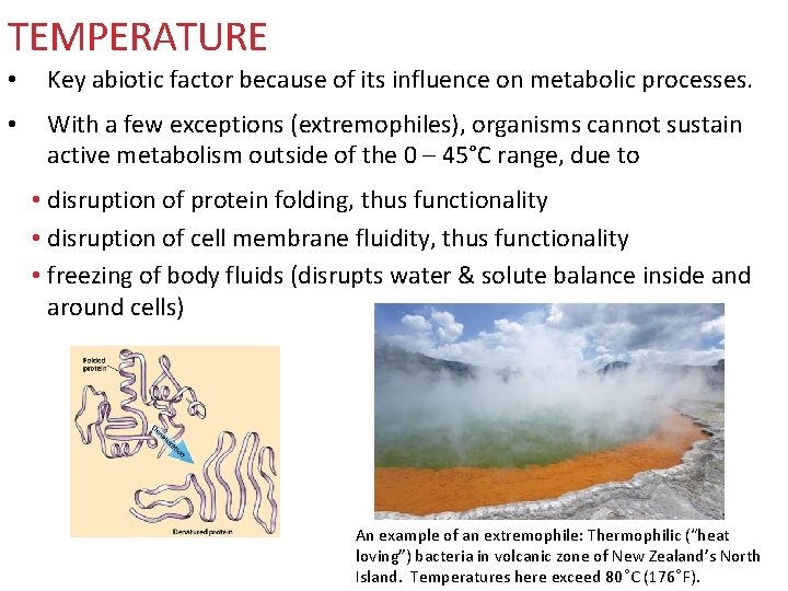 TEMPERATURE • Key abiotic factor because of its influence on metabolic processes. • With TEMPERATURE • Key abiotic factor because of its influence on metabolic processes. • With