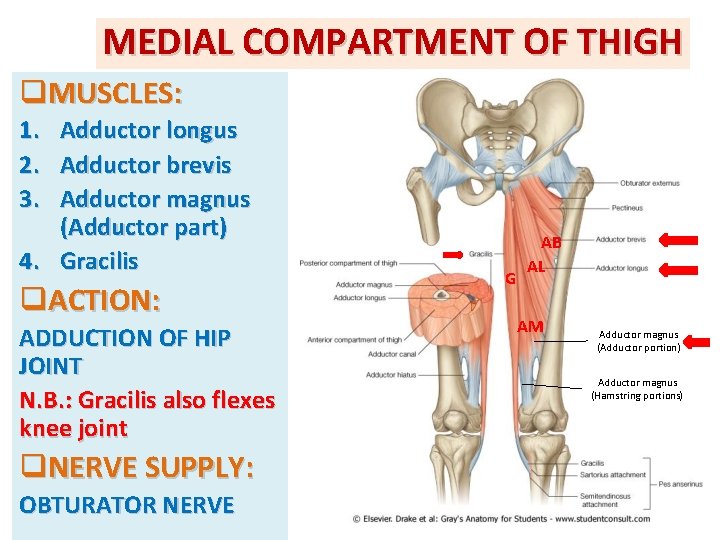 MEDIAL COMPARTMENT OF THIGH q. MUSCLES: 1. 2. 3. Adductor longus Adductor brevis Adductor