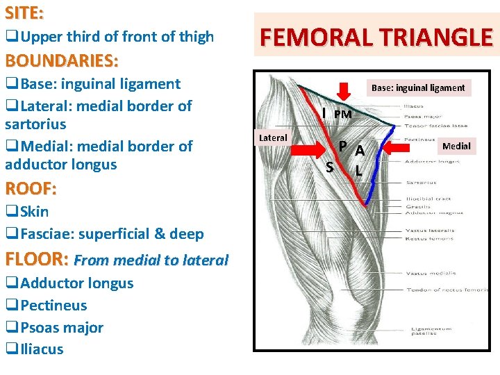 SITE: q. Upper third of front of thigh BOUNDARIES: q. Base: inguinal ligament q.