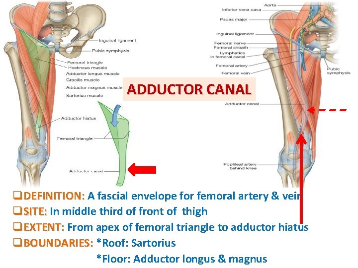 ADDUCTOR CANAL q. DEFINITION: A fascial envelope for femoral artery & vein q. SITE: