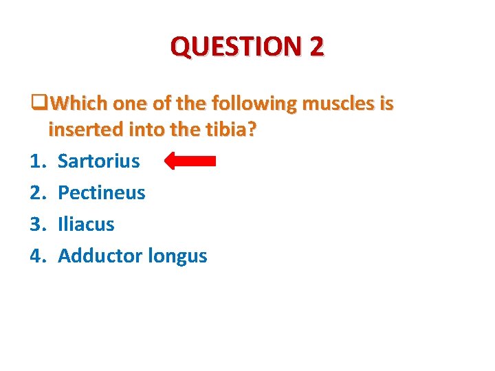QUESTION 2 q. Which one of the following muscles is inserted into the tibia?