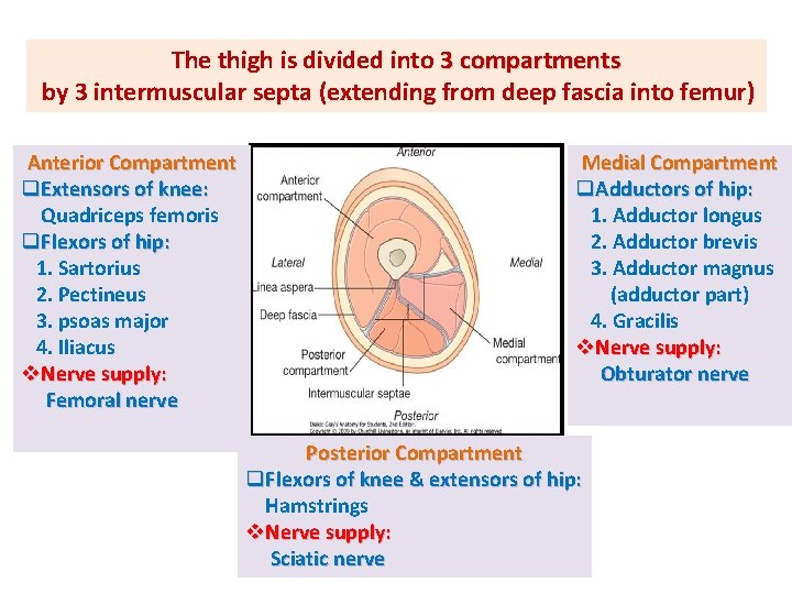 The thigh is divided into 3 compartments by 3 intermuscular septa (extending from deep