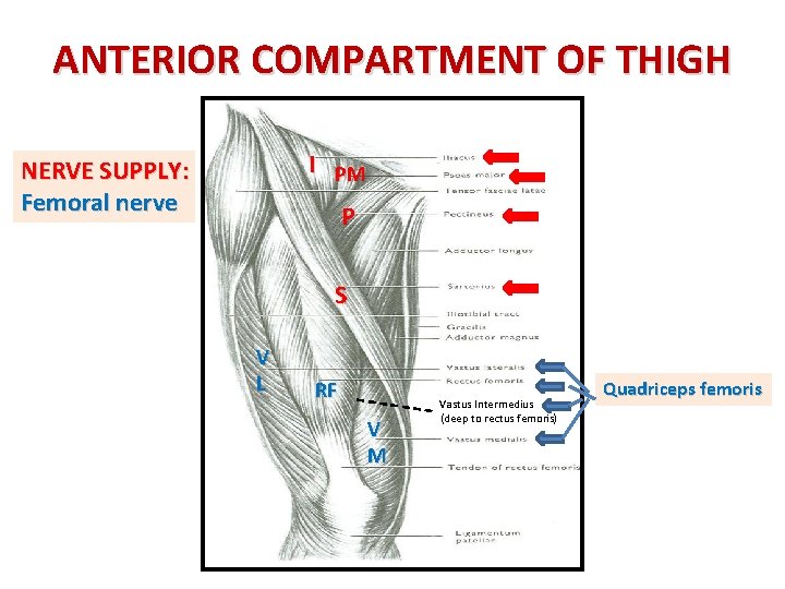 ANTERIOR COMPARTMENT OF THIGH I PM NERVE SUPPLY: Femoral nerve P S V L