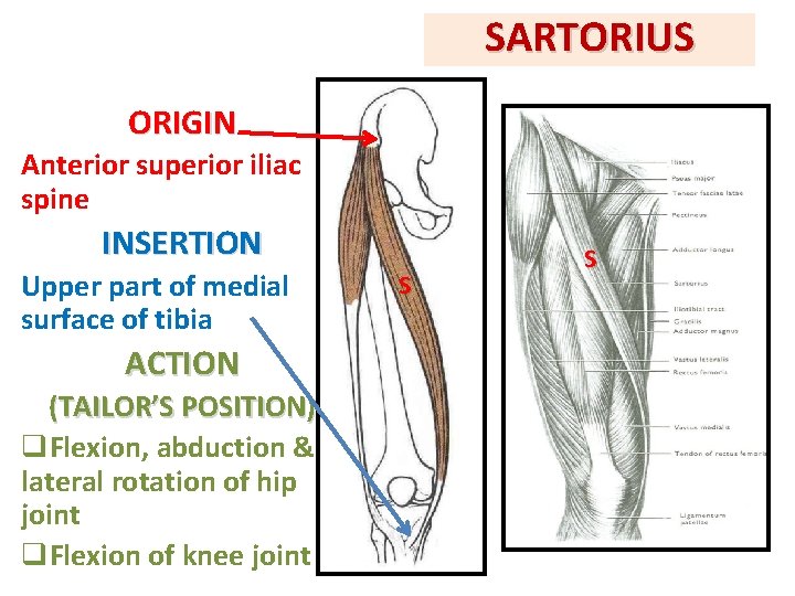 SARTORIUS ORIGIN Anterior superior iliac spine INSERTION Upper part of medial surface of tibia