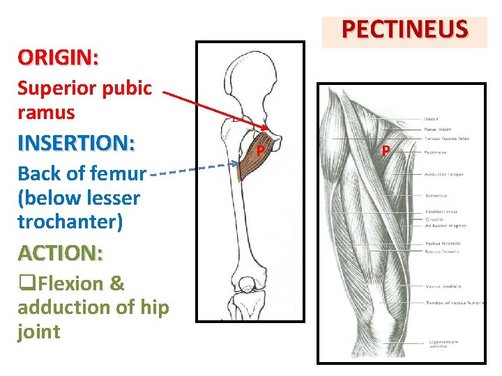PECTINEUS ORIGIN: Superior pubic ramus INSERTION: Back of femur (below lesser trochanter) ACTION: q.