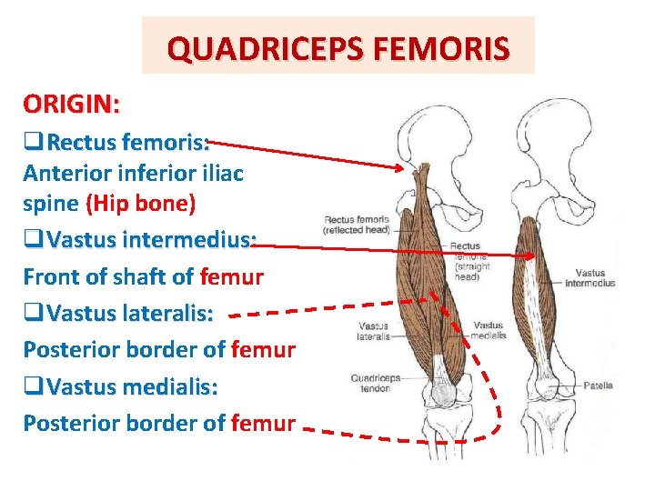 QUADRICEPS FEMORIS ORIGIN: q. Rectus femoris: Anterior inferior iliac spine (Hip bone) q. Vastus