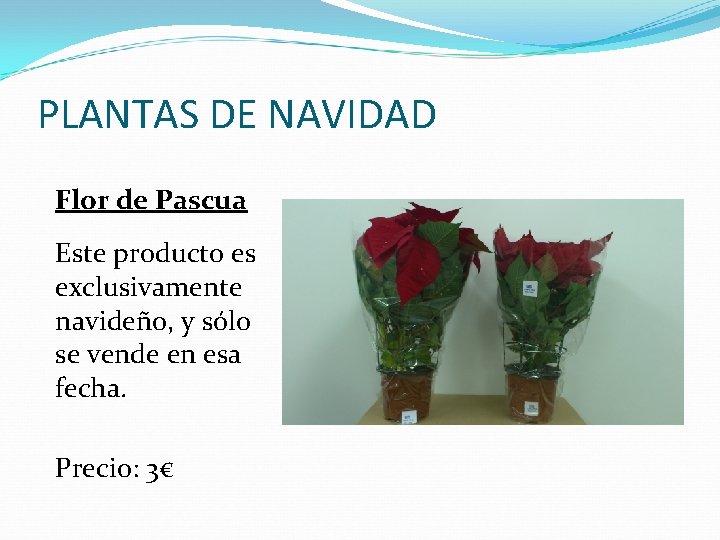 PLANTAS DE NAVIDAD Flor de Pascua Este producto es exclusivamente navideño, y sólo se