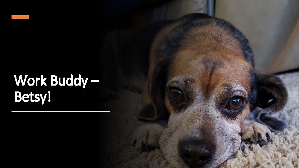 Work Buddy – Betsy! 