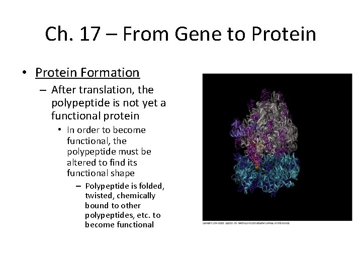 Ch. 17 – From Gene to Protein • Protein Formation – After translation, the