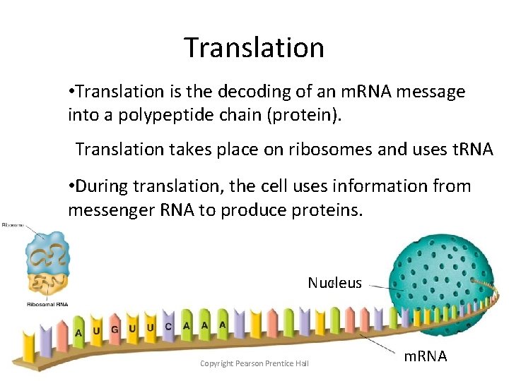 Translation • Translation is the decoding of an m. RNA message into a polypeptide