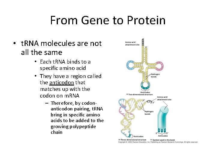 From Gene to Protein • t. RNA molecules are not all the same •