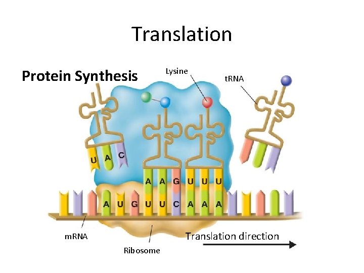 Translation Lysine Protein Synthesis t. RNA Translation direction m. RNA Ribosome Copyright Pearson Prentice