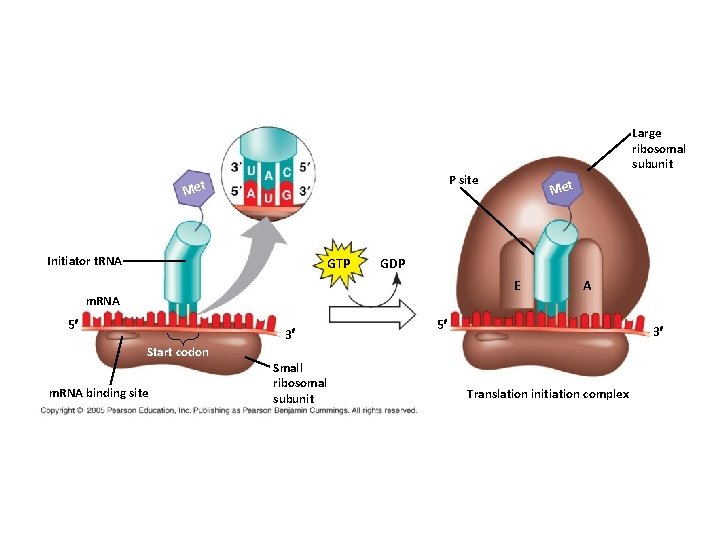 Large ribosomal subunit P site Met Initiator t. RNA GTP Met GDP E m.