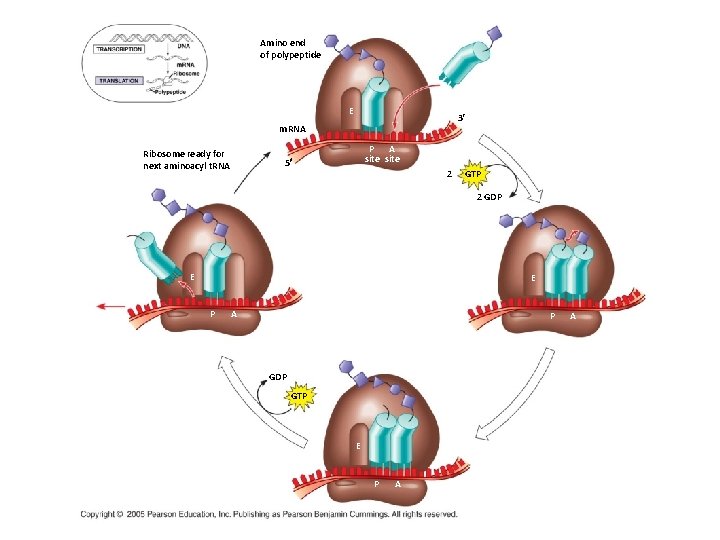 Amino end of polypeptide E 3¢ m. RNA Ribosome ready for next aminoacyl t.