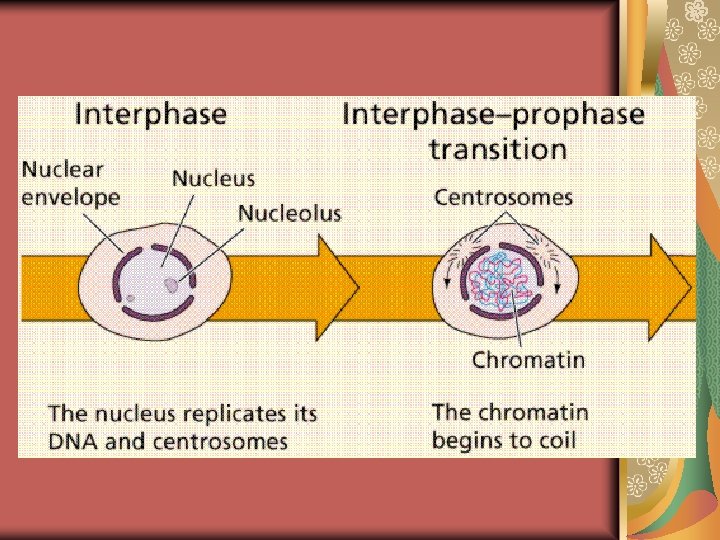 Mitosis and Cell Cycle Asexual Reproduction Organization of