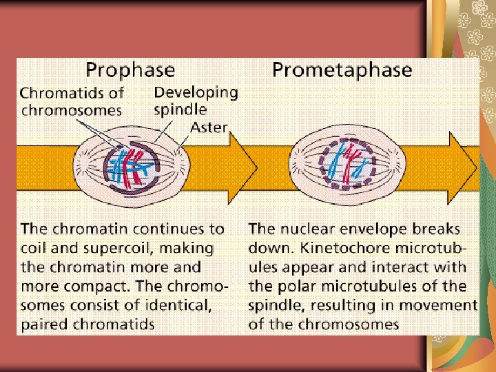 Mitosis and Cell Cycle Asexual Reproduction Organization of